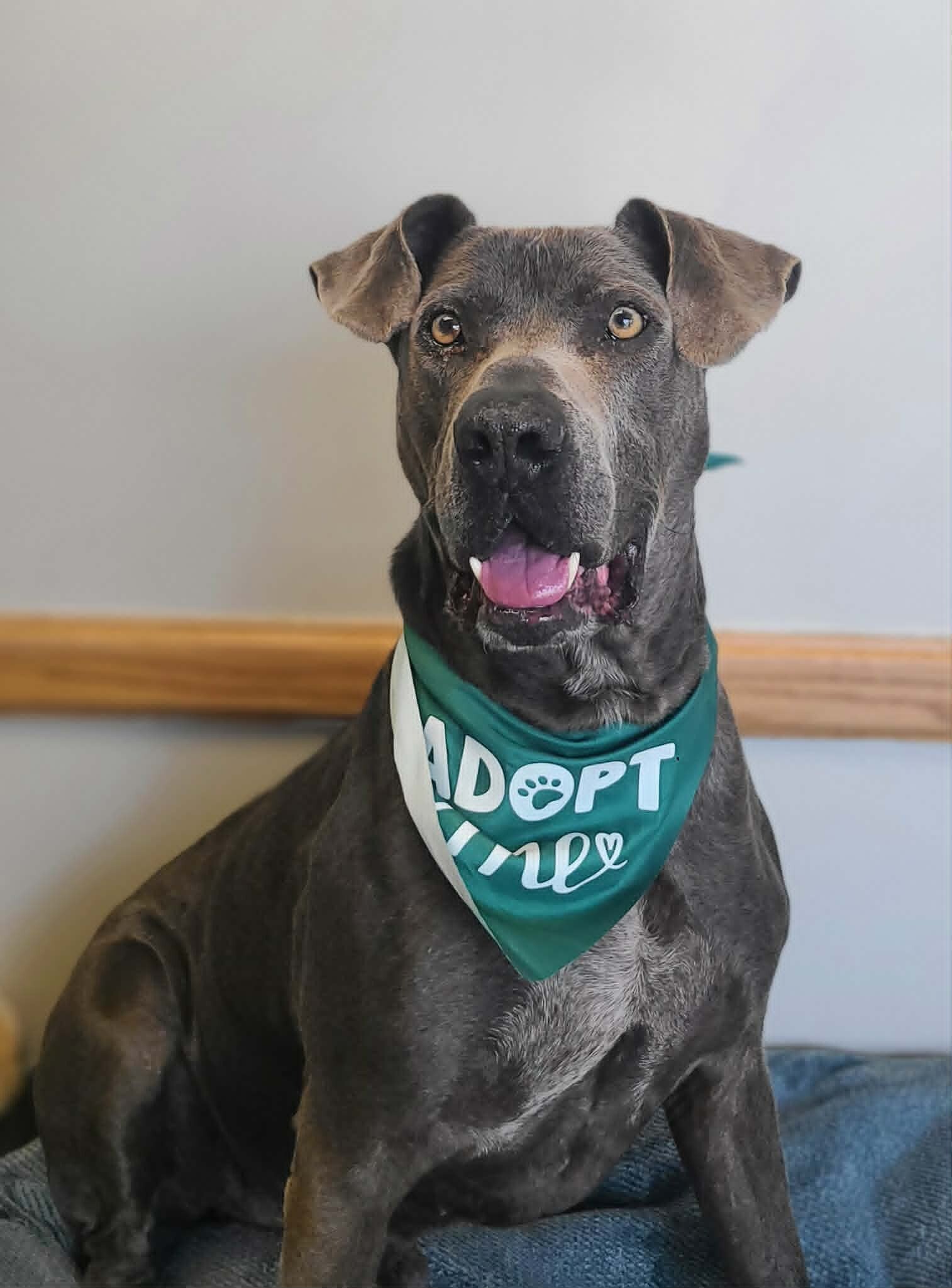 Picture of the Animal Listed